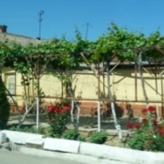 Grape vine in front of house in Turpan, China