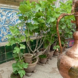 Fig trees outside Mosque in Kashgar, China