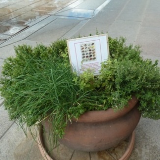Herbs in square in Pecs, Hungary