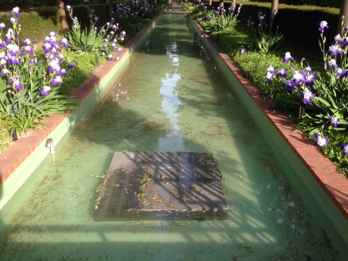 Pond with irises